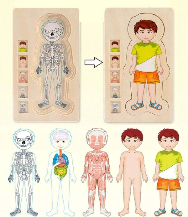 Girls&Boys Pattern 5 Layers Wooden Body Structure Jigsaw Puzzles - 图片 3